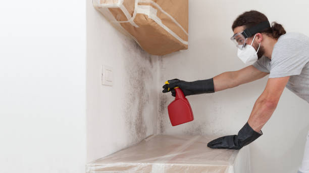 Professional Basement Mold Remediation technician working in Ocoee, FL