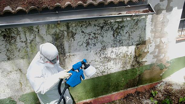 Top rated local Basement Mold Remediation specialists in Ocoee, FL